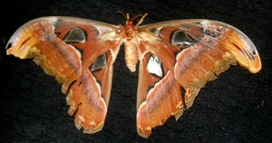 papillon