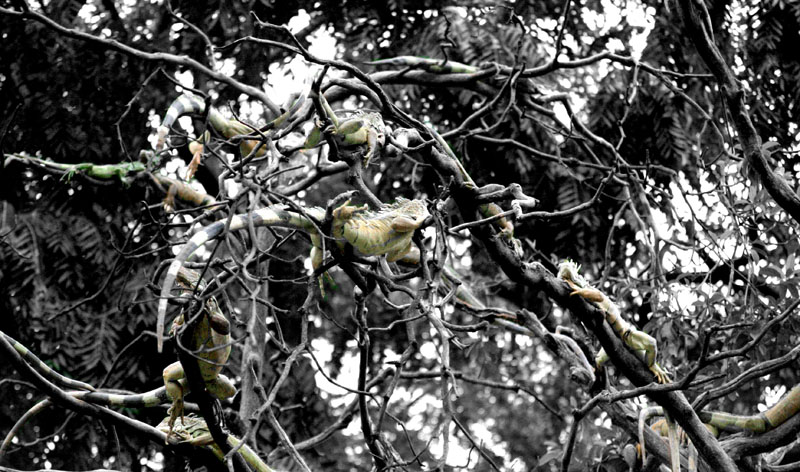 arbre des lezards guayaquil equateur