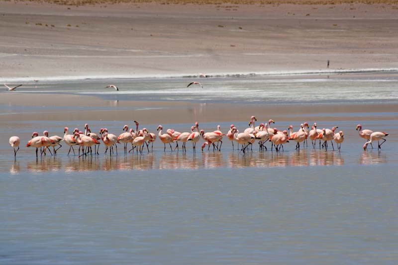 flamands roses du sud lipez bolivie